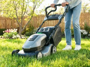 Zbliżenie na soczyste, zielone liście grubosza jajowatego w promieniach porannego słońca w przytulnym wnętrzu.
