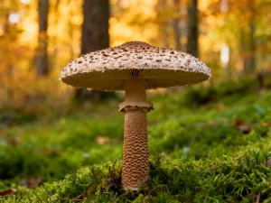 PowerShell co to? Podstawy skryptowania w systemie Windows